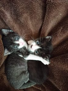保護猫